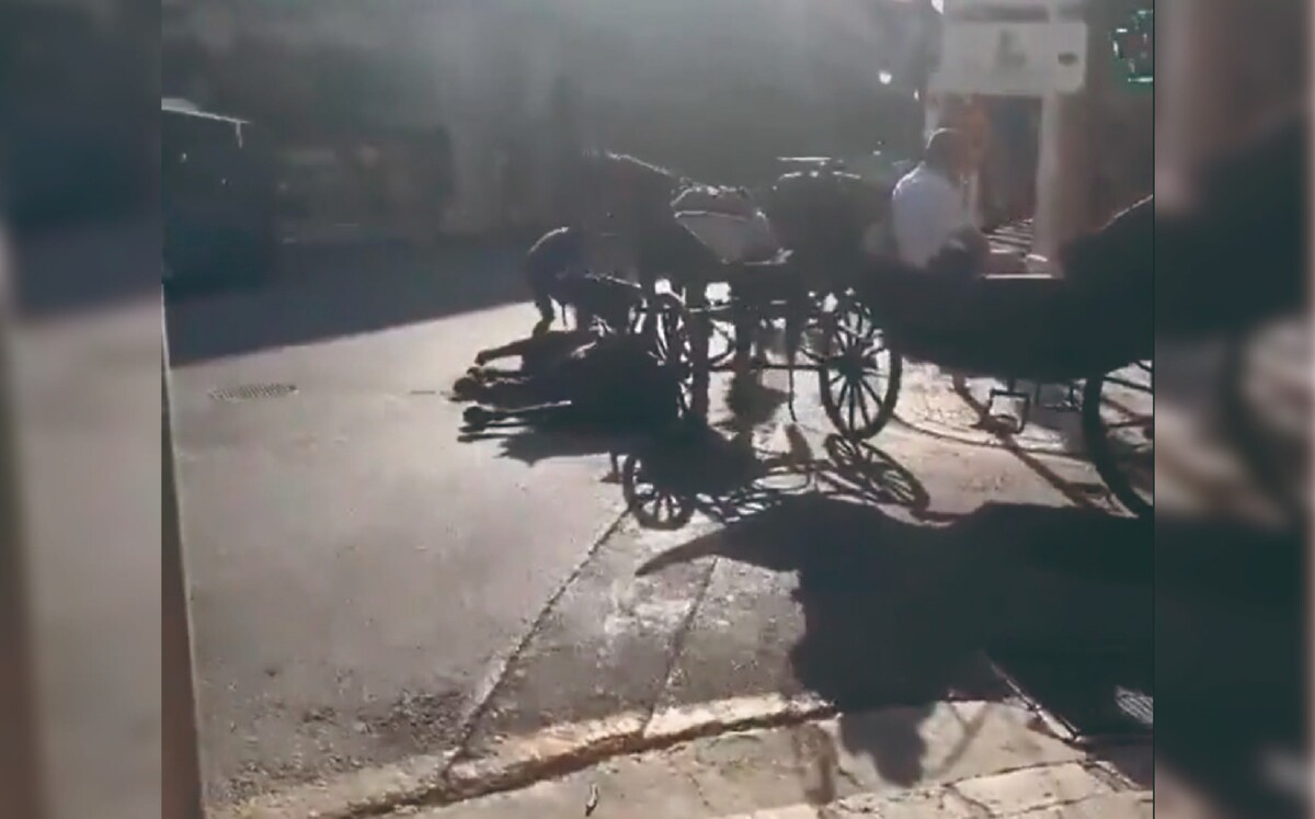 Los turistas se negaron a bajarse de la carrosa mientras el caballo agonizaba | Twitter @RecuperaBalears