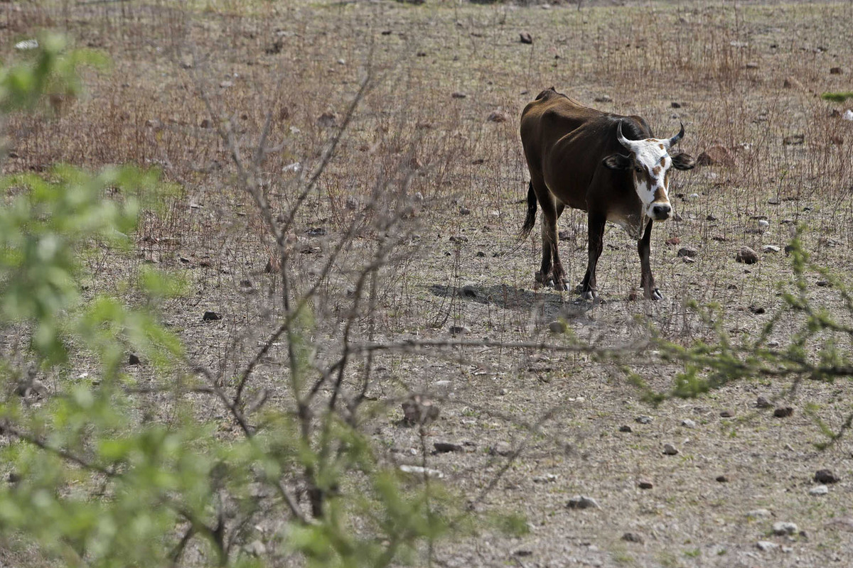 Aplicarán 72 mdp para apoyar al campo por sequías en Puebla | Agencia Enfoque