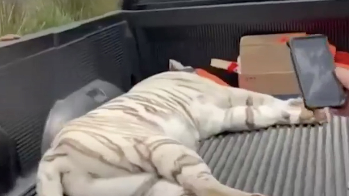 180 felinos ya han recibido atención médica por especialistas de AZCARM