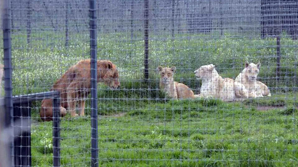 Zoológico bajo investigación, nueva casa de felinos en Colima