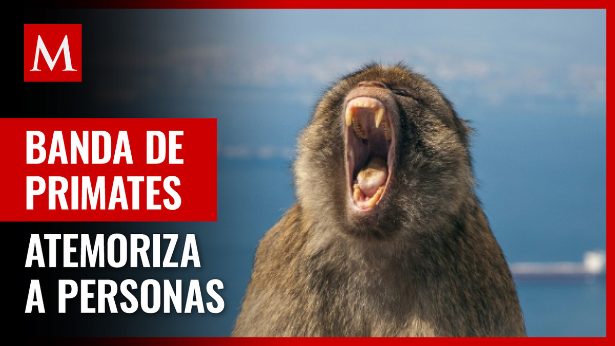 En Japón, matan a mono vinculado a banda de primates que ataca a personas