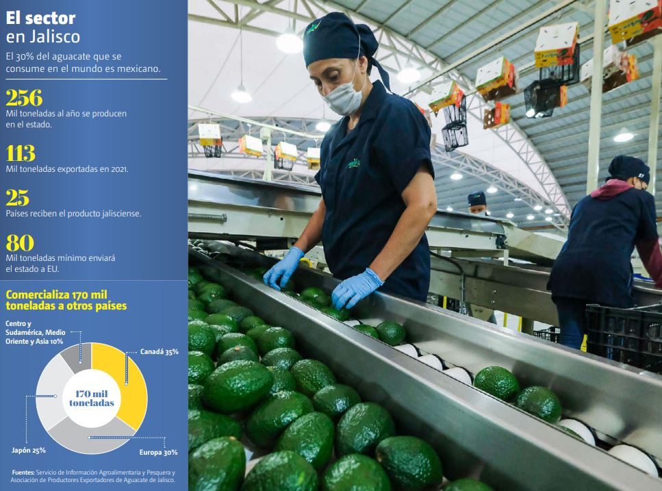 Producción y exportación de aguacate en Jalisco