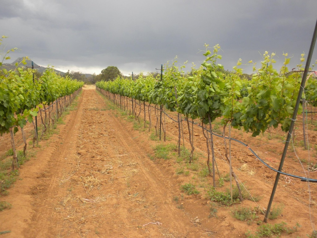 Sistema Producto Vid de Chihuahua. (Foto: Especial)