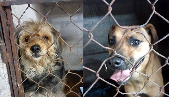 Vecinos señalan que la dueña de las mascotas falleció, por lo que ellos se hacían cargo de su cuidado (Cortesía)