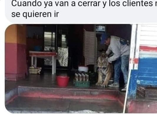 Tigre en Mixquiahuala