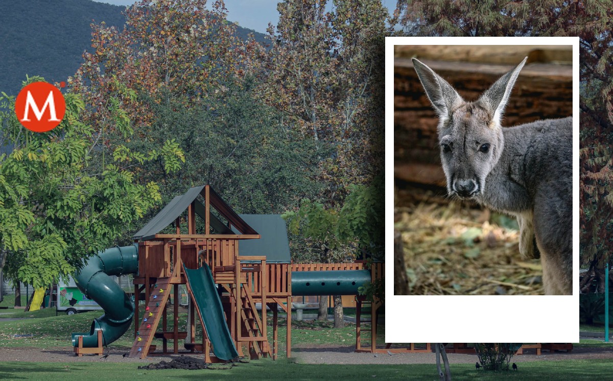 Canguros del zoológico de Tamaulipas