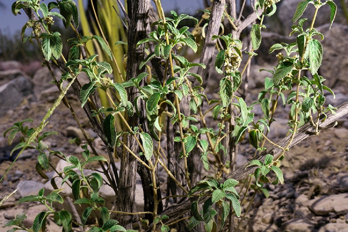 Se investigan plantas como el orégano o la gobernadora por su uso en la medicina tradicional. (cortesía)