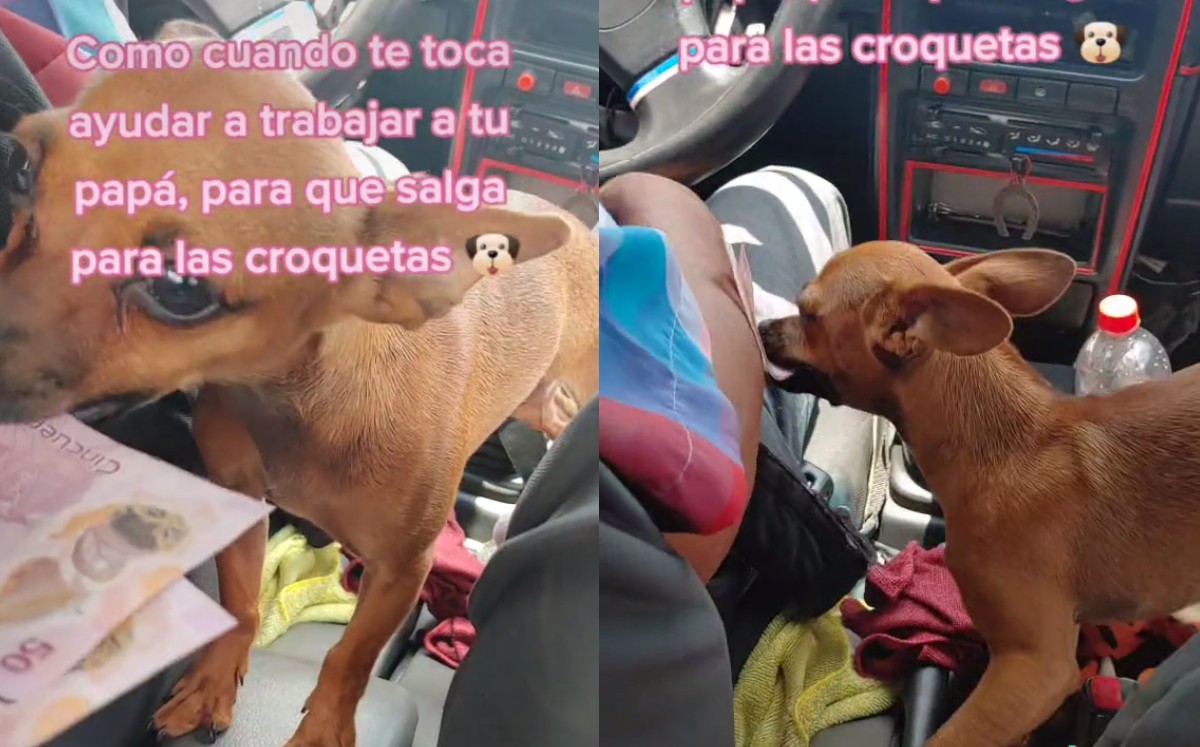 Perrita viaja junto a taxista y cobra dinero a los pasajeros
