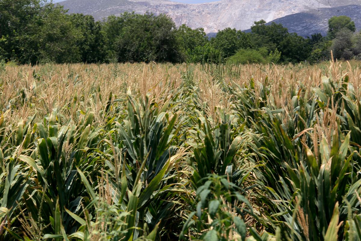Campos de cultivo en La Laguna | Mauricio Román