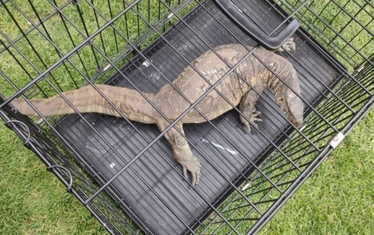 El reptil deambulaba por los embarcaderos de Xochimilco. | SSC