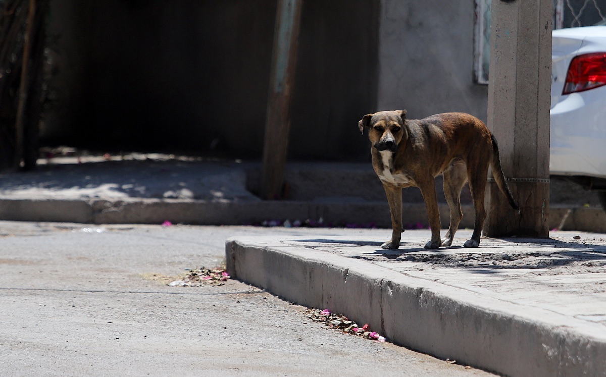 Especialistas indicaron que se debe ser sincero sobre el comportamiento de los perros hacia otros ejemplares. (Rolando Riestra)