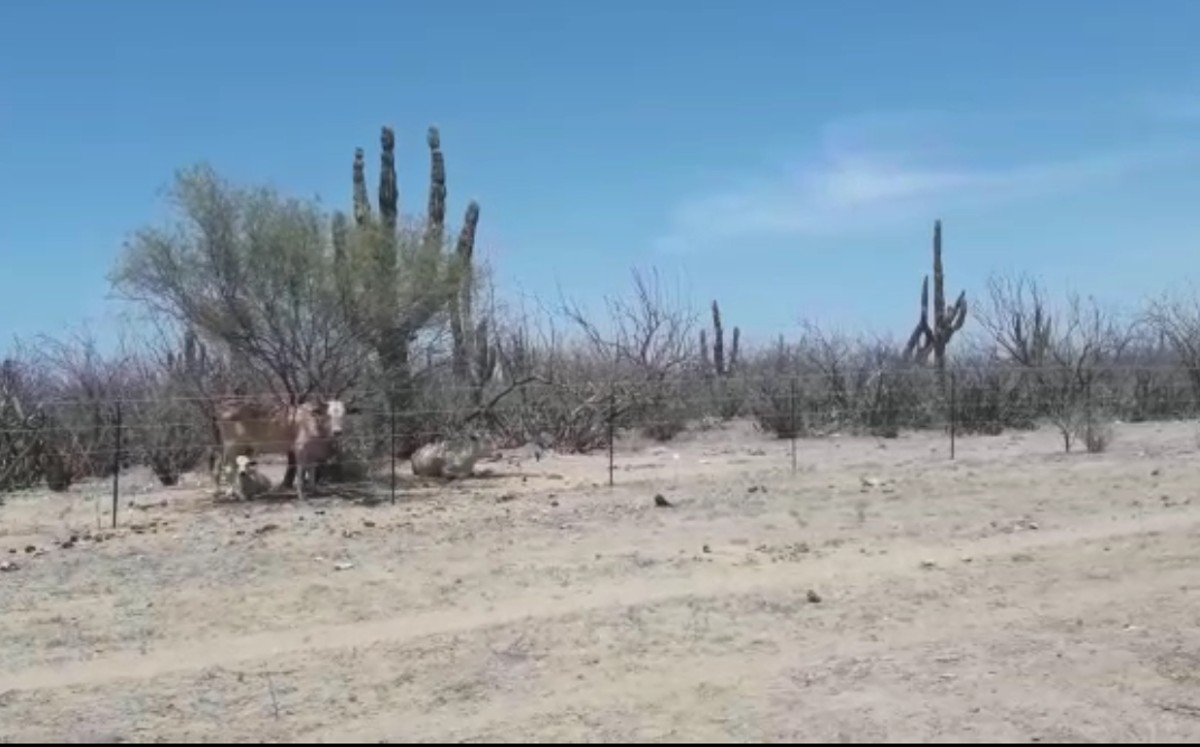 Las altas temperaturas de hasta 40 grados en algunas regiones hace que el suelo se seque en pocas horas. | Margarita Rojas