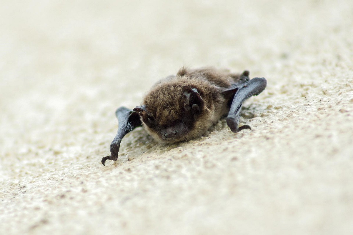 Murciélago vampiro o hematófago. (Cortesía)