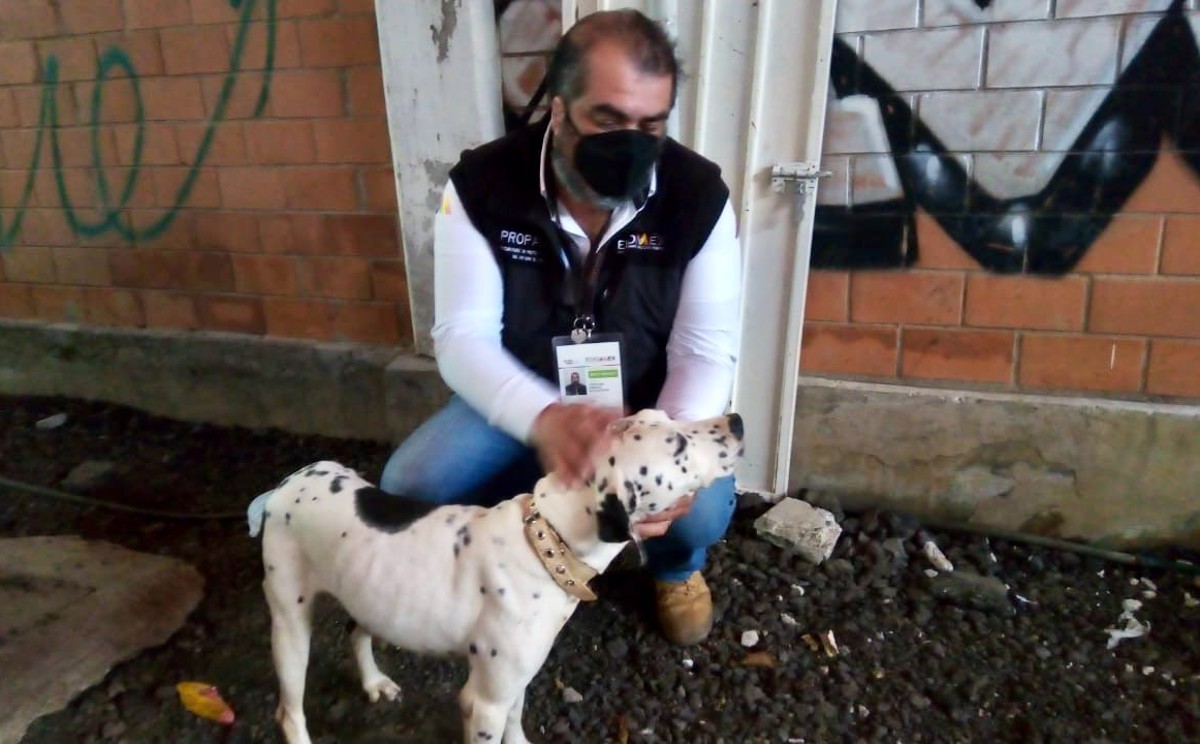 "Rescatan a 21 animales domésticos en Chicoloapan" | Especial.