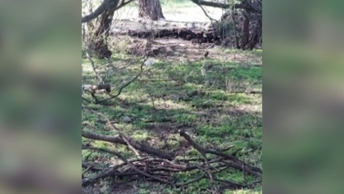 Encuentran fosa clandestina con 11 cuerpos en Michoacán