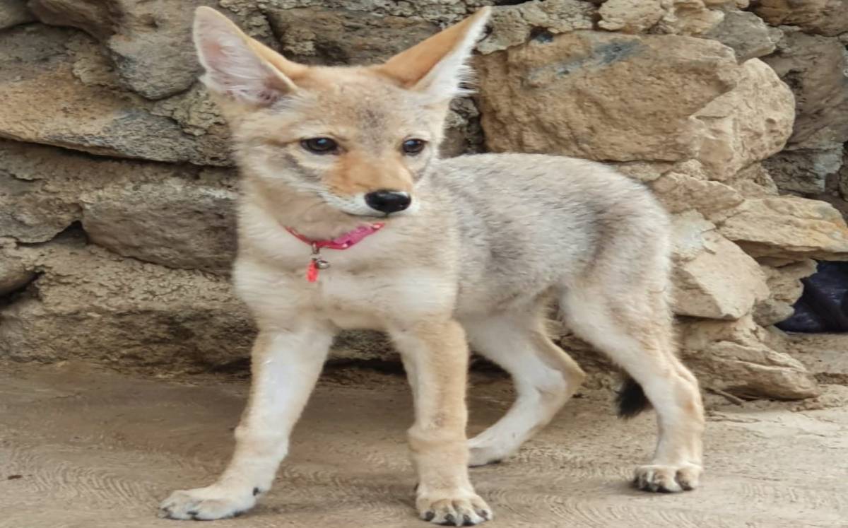 Actualmente la pareja de coyotas tienen 10 semanas de vida y su estado de salud ya es bueno (Cortesía)