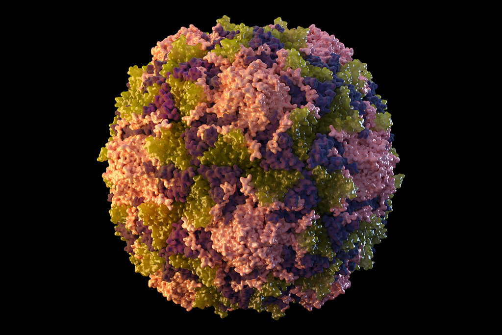 Representación gráfica del virus de la poliomielitis. (AP)