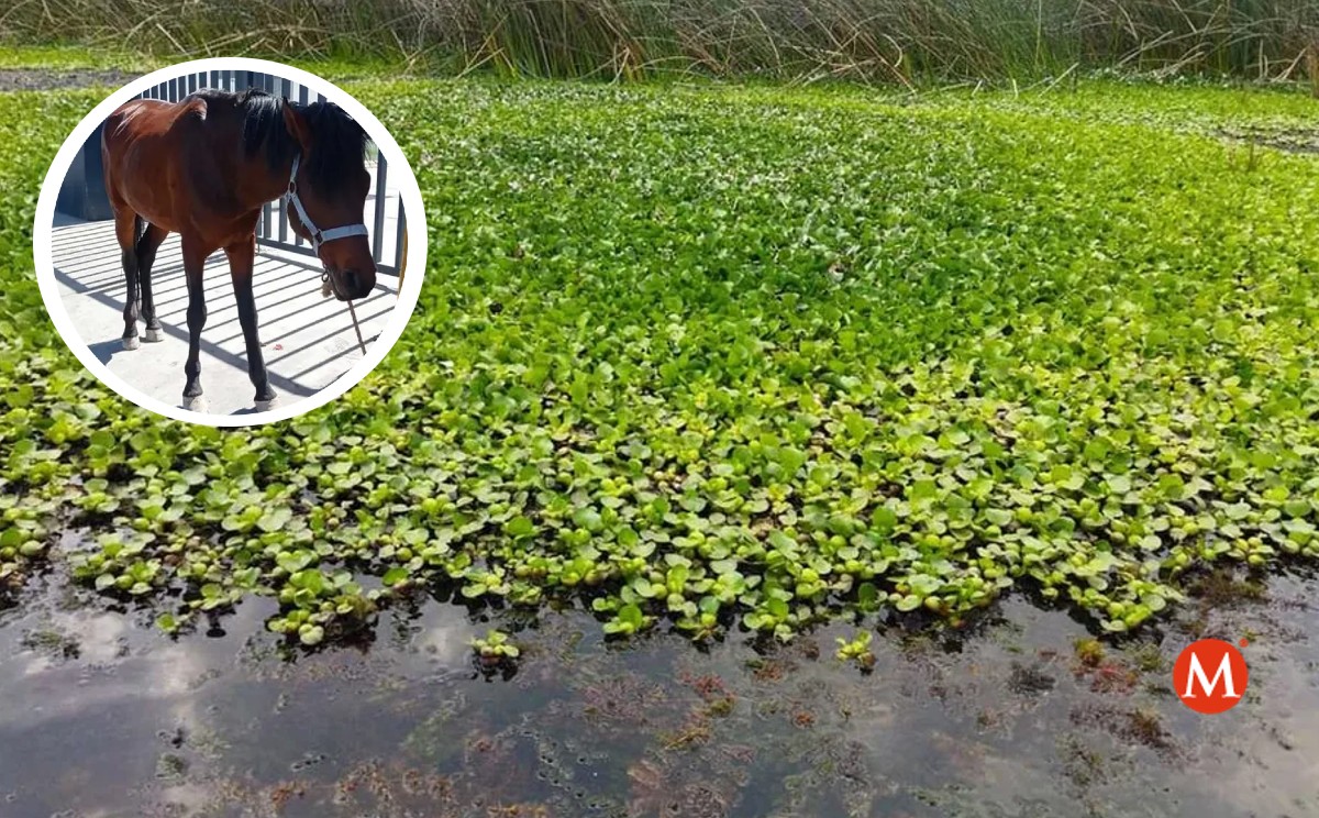 Por descuido cae caballo tras caer a una laguna en Madero