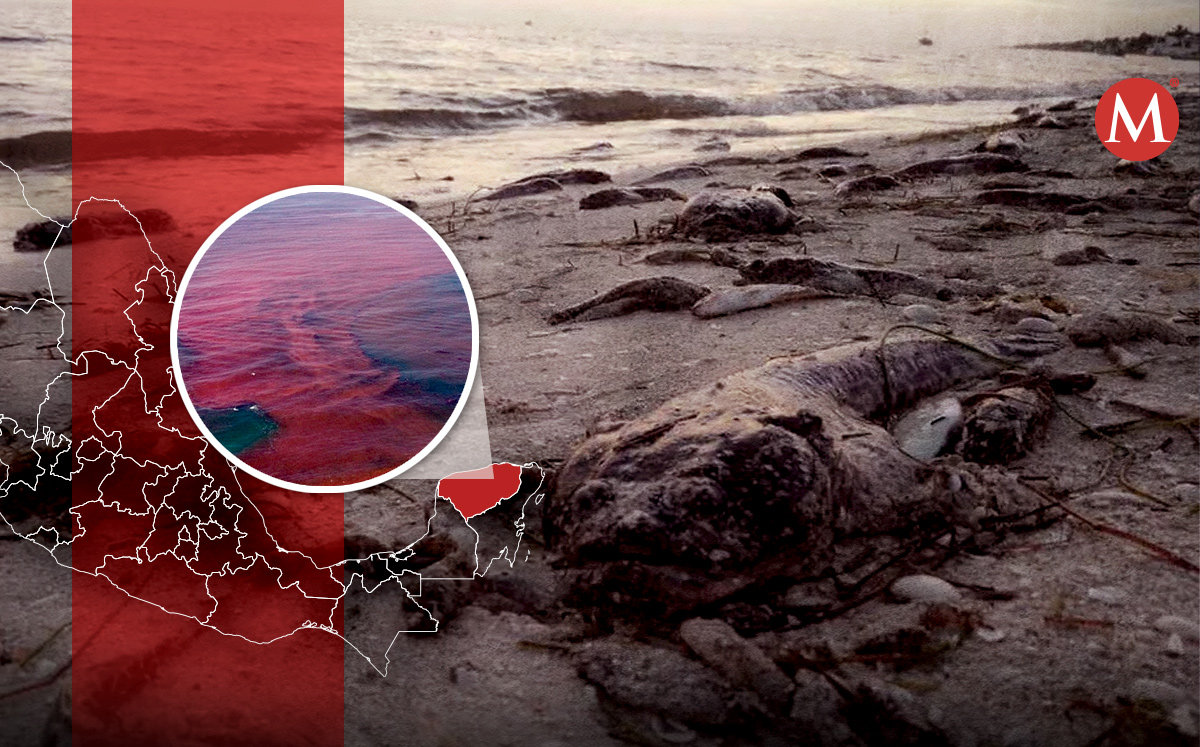 Los peces quedaron en la costa de Yucatán por la marea roja. | Especial