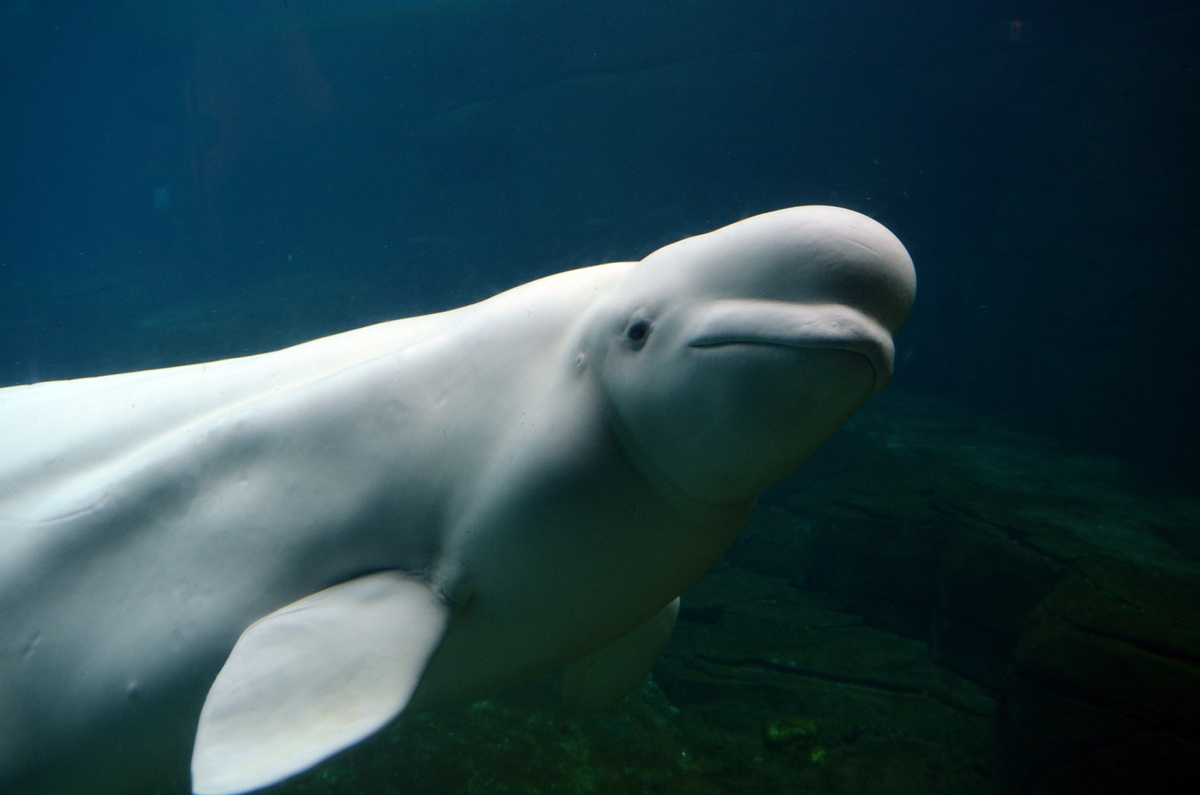 La beluga fue encontrada a 70 kilómetros de París e intentan rescatarla. | Shutterstock