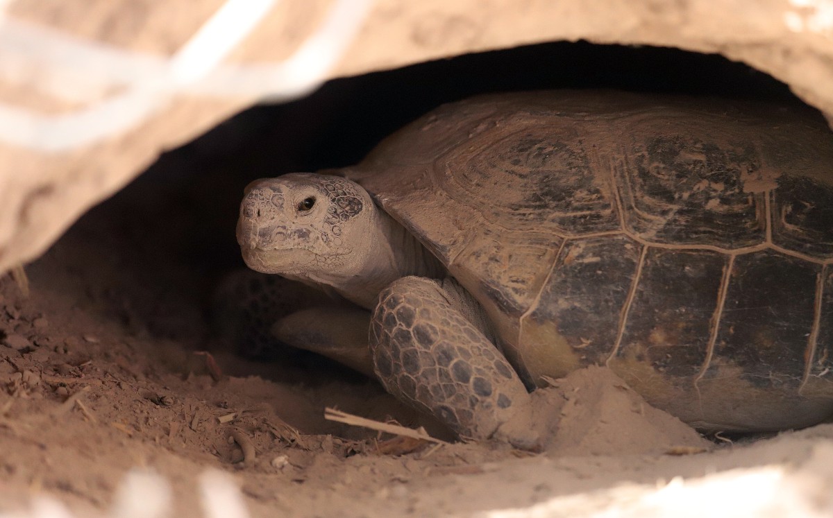 Gopherus flavomarginatus, es una tortuga terrestre endémica de México
