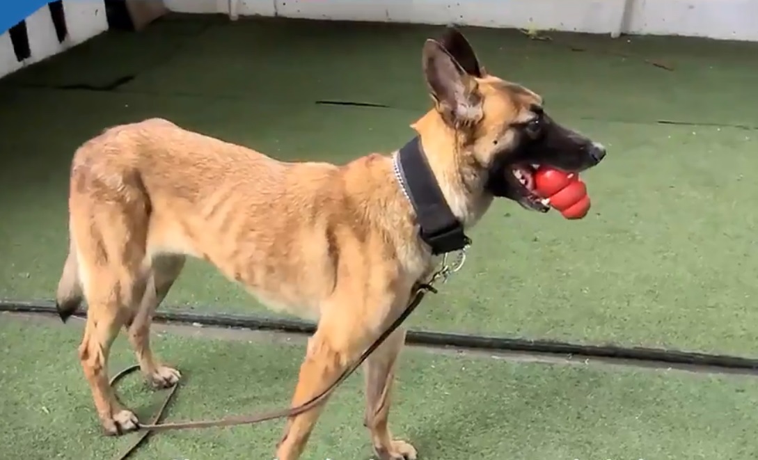 La perrita fue rescatada en la alcaldía Benito Juárez. (Captura)