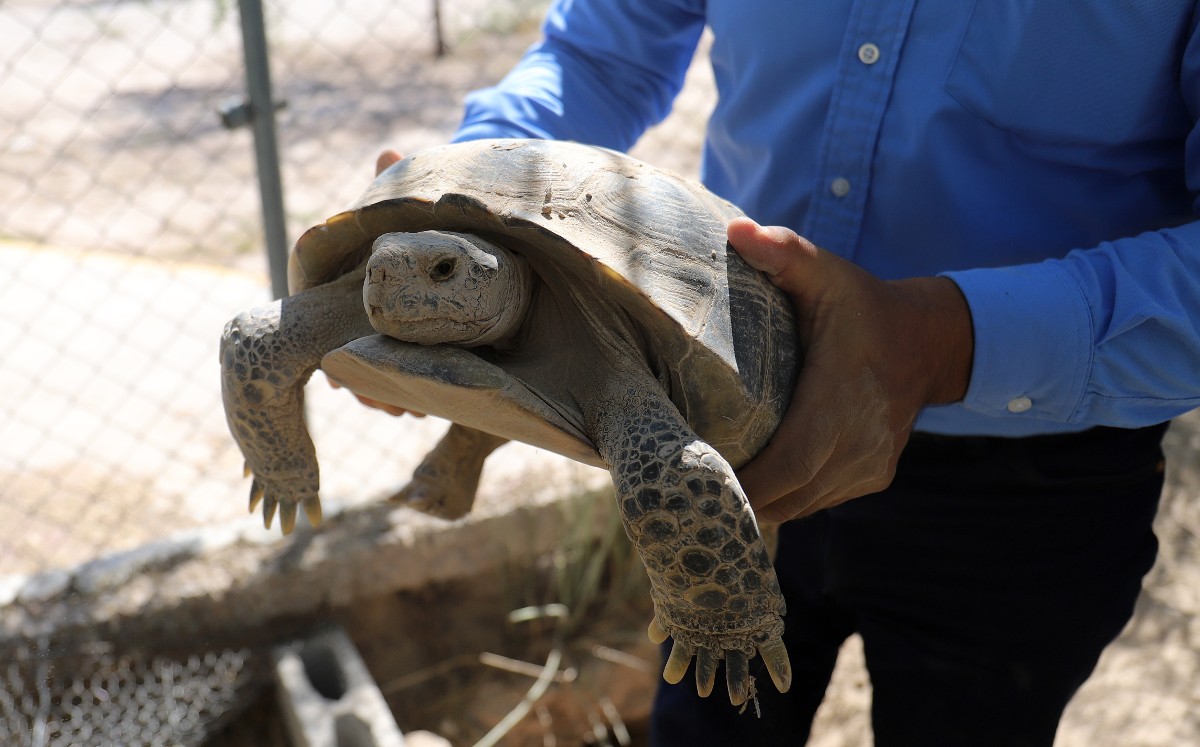 Su hábitat natural es la Zona del Silencio,