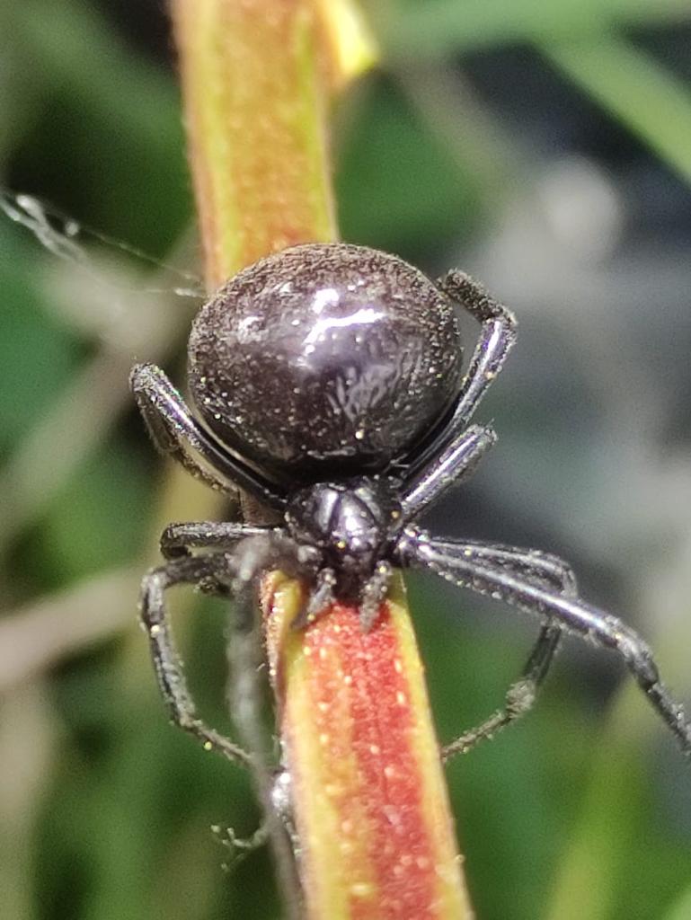 Araña viuda negra (Cortesía)