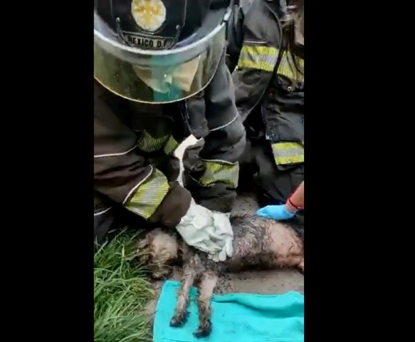 El incendio ocurrió en la colonia Ejército Constitucionalista. | TW @Bomberos_CDMX