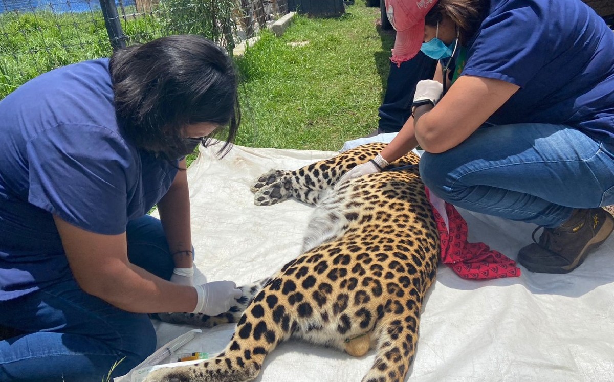 Salud de felinos rescatados en Zoológico de León va mejorando / Especial