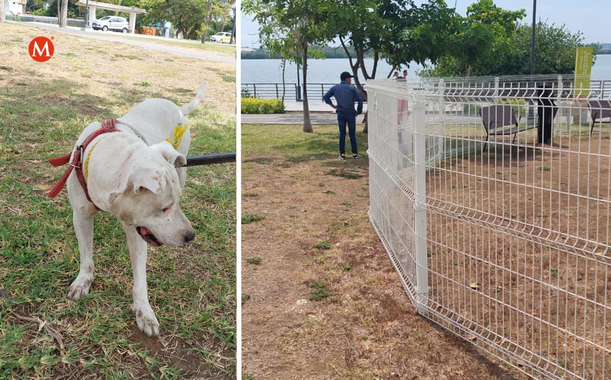 Hallan a perro encerrado en parque de laguna del Carpintero en Tampico. (Dirección de Protección Animal Tampico)