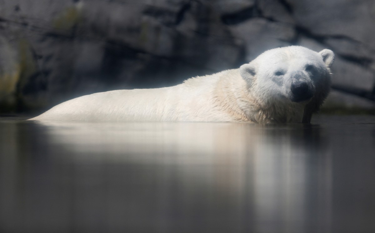 Los osos macho pesan entre 300 y 600 kilos y las hembras la mitad. (Reuters)