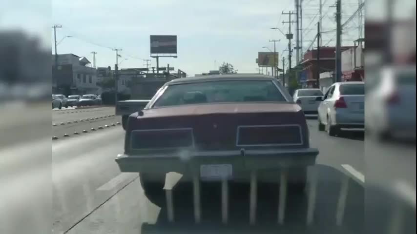 ¡Atención! Captan a rata viajar sobre la cajuelade un automóvil en León