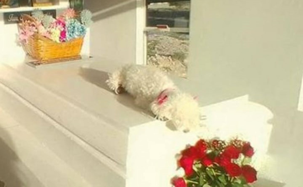El papá de Debanhi compartió fotos de la perrita recostada sobre la tumba. | Instagram Mario Escobar