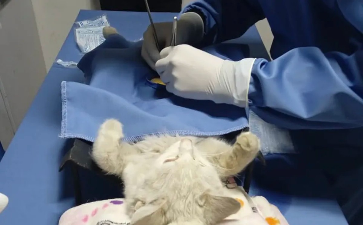 Realizarán campaña de esterilización canina y felina en Tamaulipas
