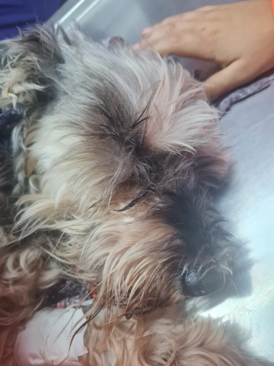 La perrita fue trasladada a un hospital veterinario donde sigue internada. | Graciela Olvera