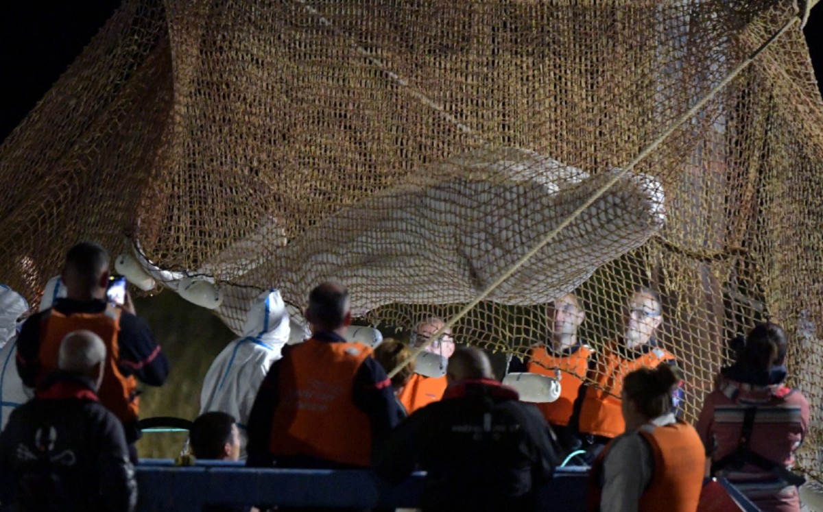 Sacrifican ballena beluga por razones humanitarias. | AFP