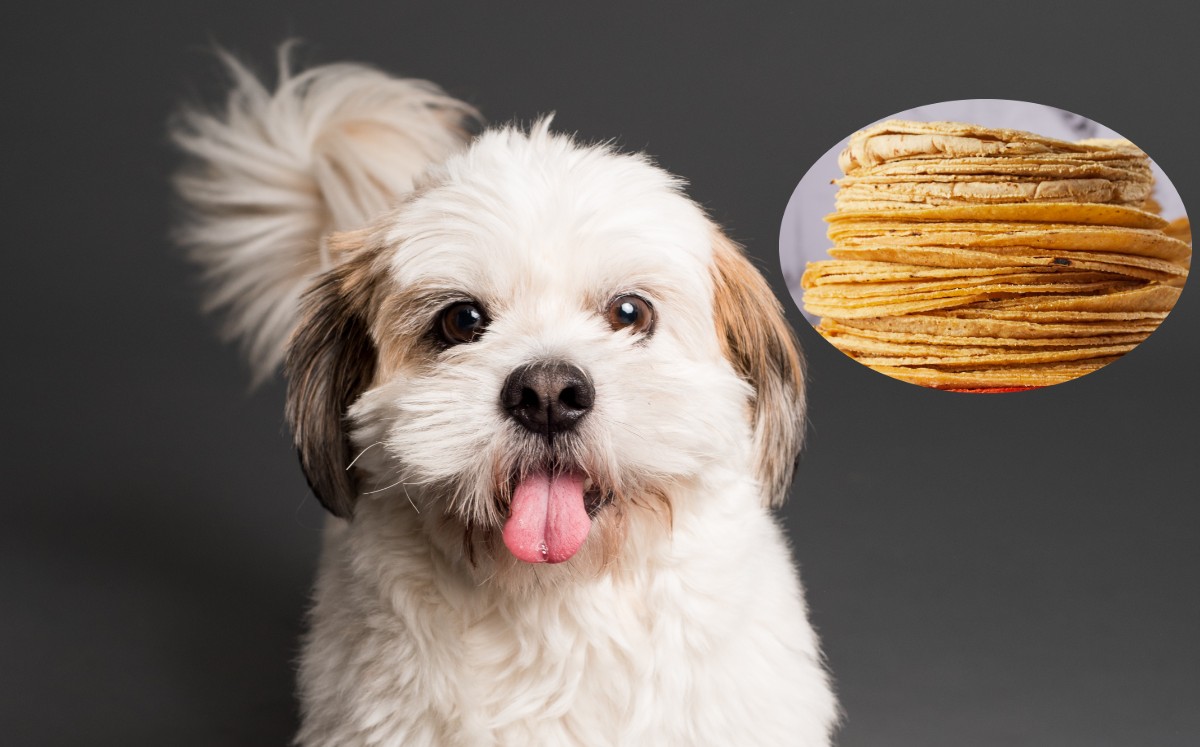 Toma nota, que una tortilla podría ayudar a tu mascota en caso de ser envenenada (Especial).