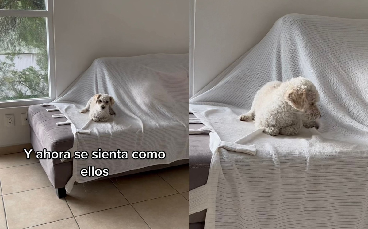 El video cuenta con más de un millón de reproducciones / TikTok: @odriozolasharon