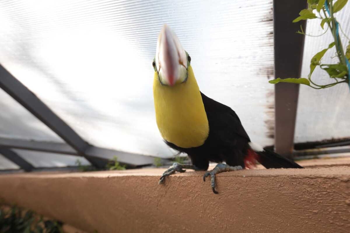 la selva