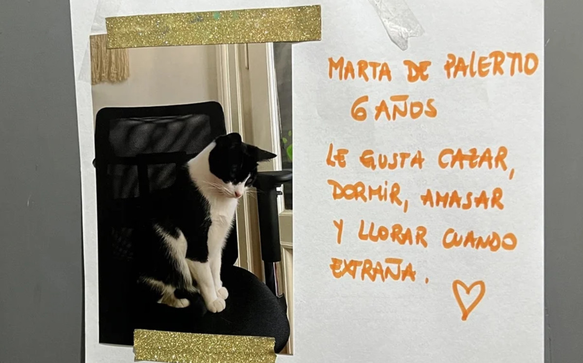 Vecinos crean ‘chat artesanal’ en edificio tras maullido de una gatita; historia viral | ESPECIAL