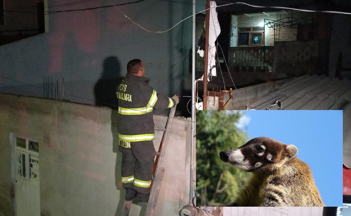 Bomberos realizaron la búsqueda del coatí en la colonia El Bethel (Vicente Torres Alfaro y @semarnat_mx)