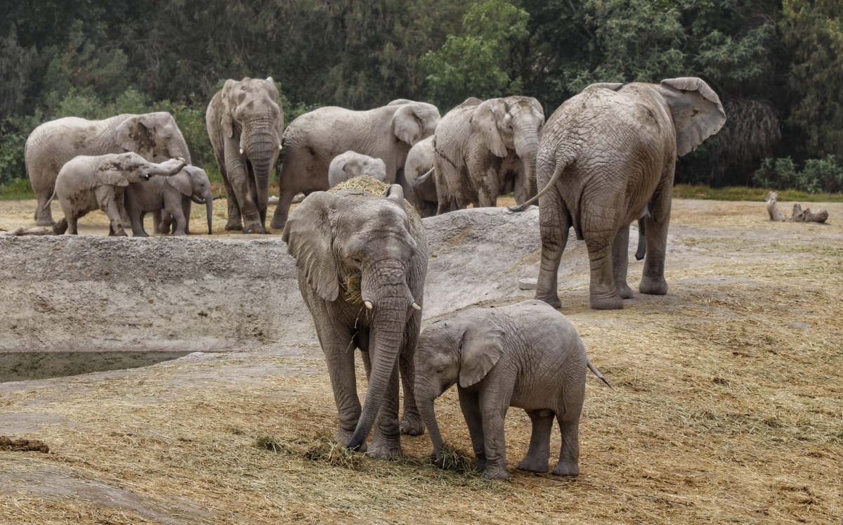 Elefantes en Africam Safari: así es su preservación en Puebla | Melanie Torres