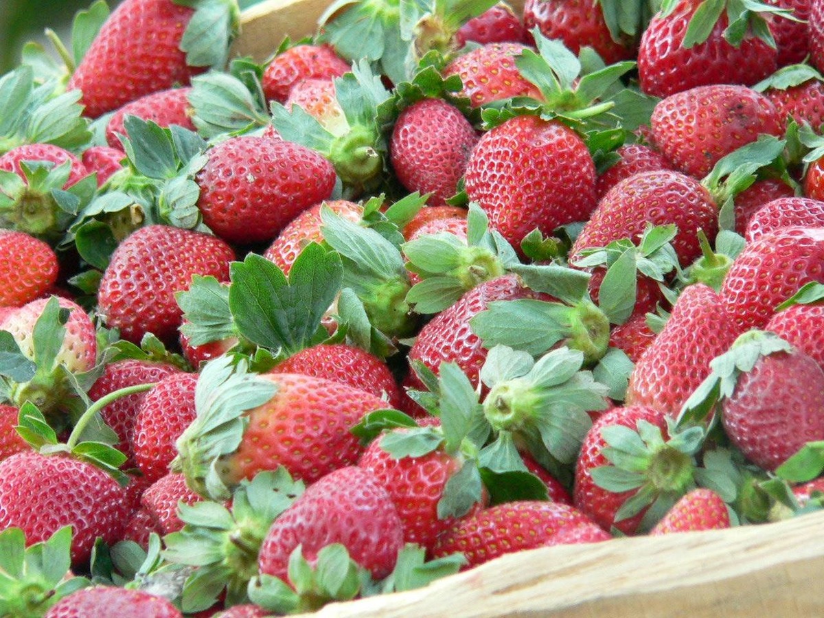 fresas