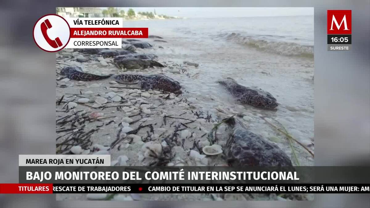 Marea roja en Yucatán bajo monitoreo del Comité Interinstitucional