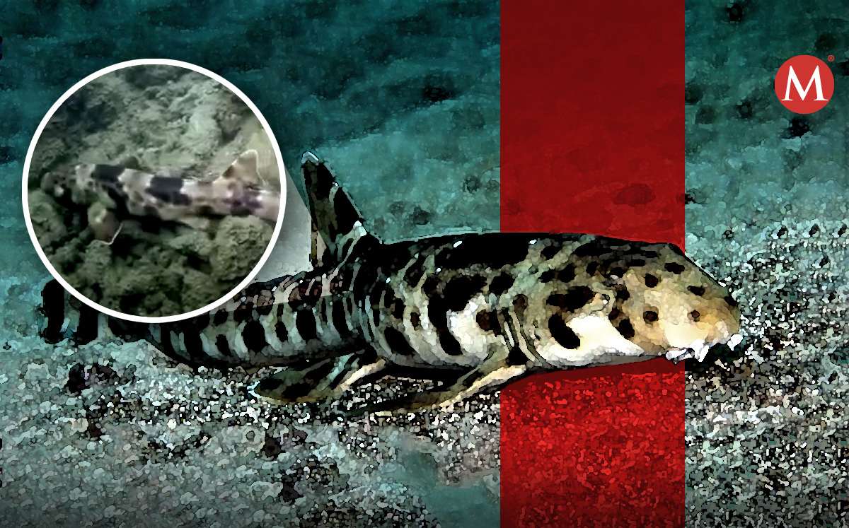 Tiburón normal que tiene que estar en el agua | Especial