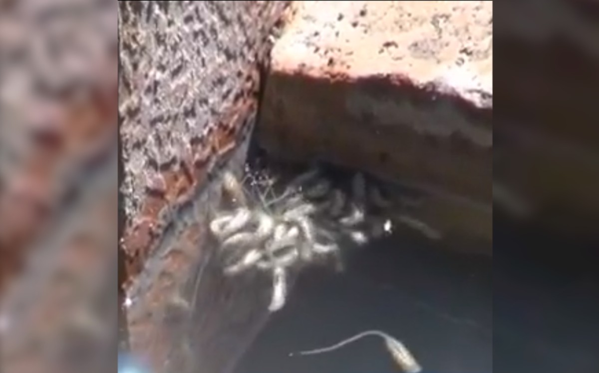 Vecinos reportan fugas de aguas negras en Victoria hasta con lombrices