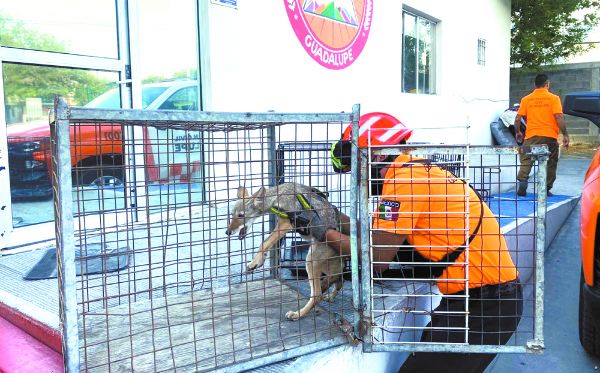Hallan a coyote cachorra y la regresan a su hábitat