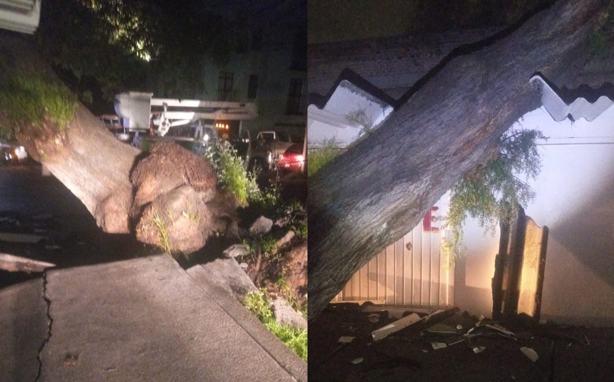 Árbol cae sobre viviendas en Coyoacán | Enrique Luna