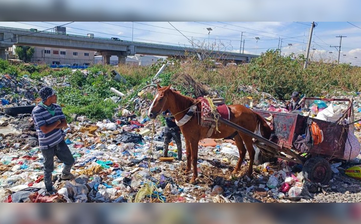 El equino fue revisado por un médico veterinario.